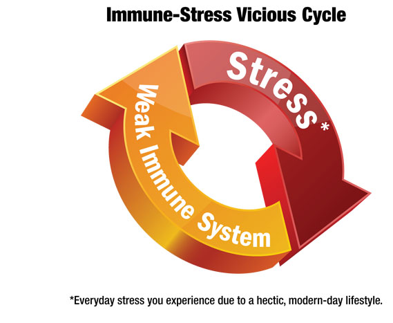 Stress-and-Immune-System